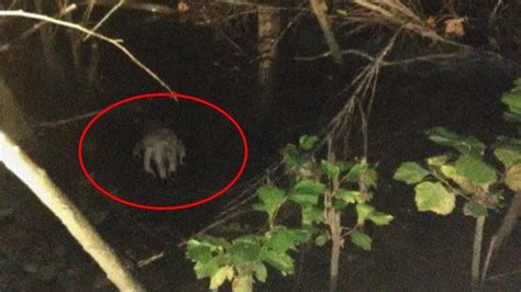 Misidentifications and Pranks: The Cause Behind Many Bigfoot Hoaxes